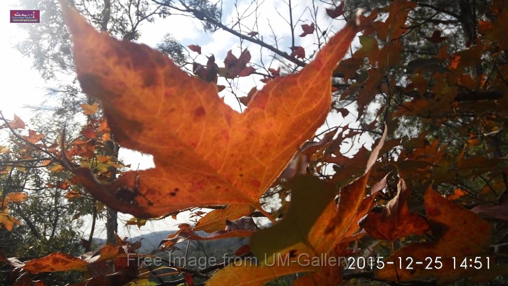 20151225red leaves-IMG_145124.jpg